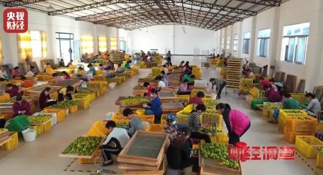 ！央视再曝光新骗局已经大量老百姓上当开元棋牌网站利润20倍成本70卖上千(图10)